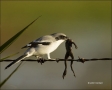 Florida;Loggerhead-Shrike;Shrike;Southeast-USA;Lantius-ludovicianus;Prey;one-ani
